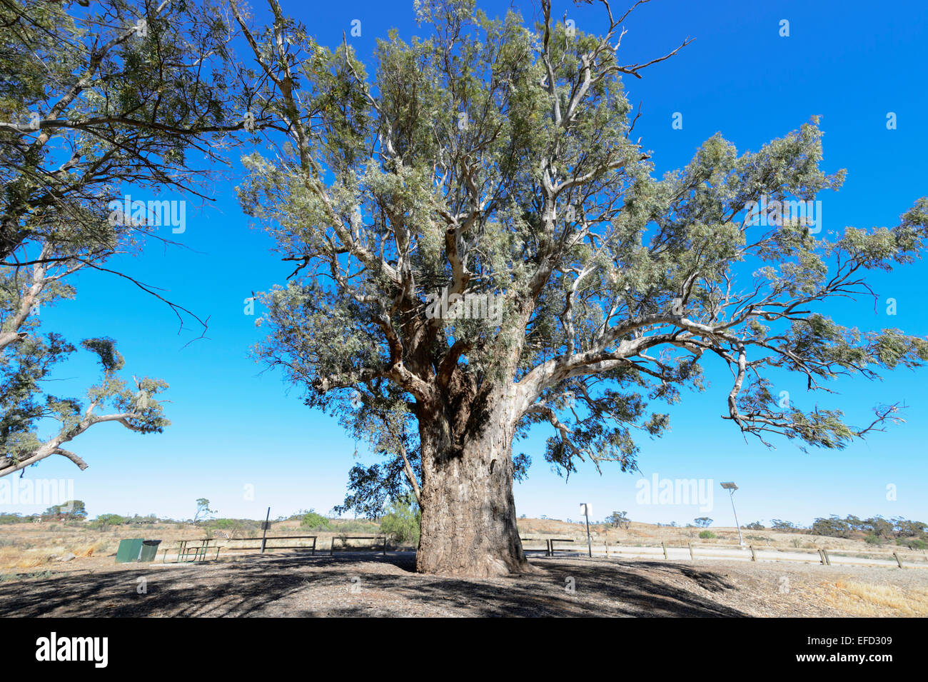 500 ans Orroroo Gommier géant (Eucalyptus camaldulensis), Orruro, Australie du Sud, SA, Australie Banque D'Images