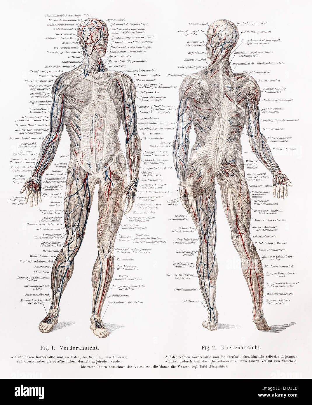 Vintage 19ème siècle dimensions de l'homme et les muscles les muscles des vaisseaux sanguins majeurs Banque D'Images