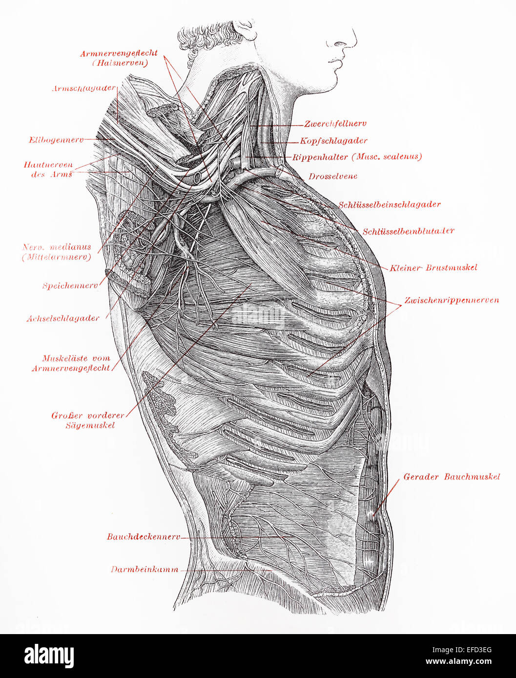 Vintage 19e siècle dessin du thorax et le bras du système nerveux Banque D'Images