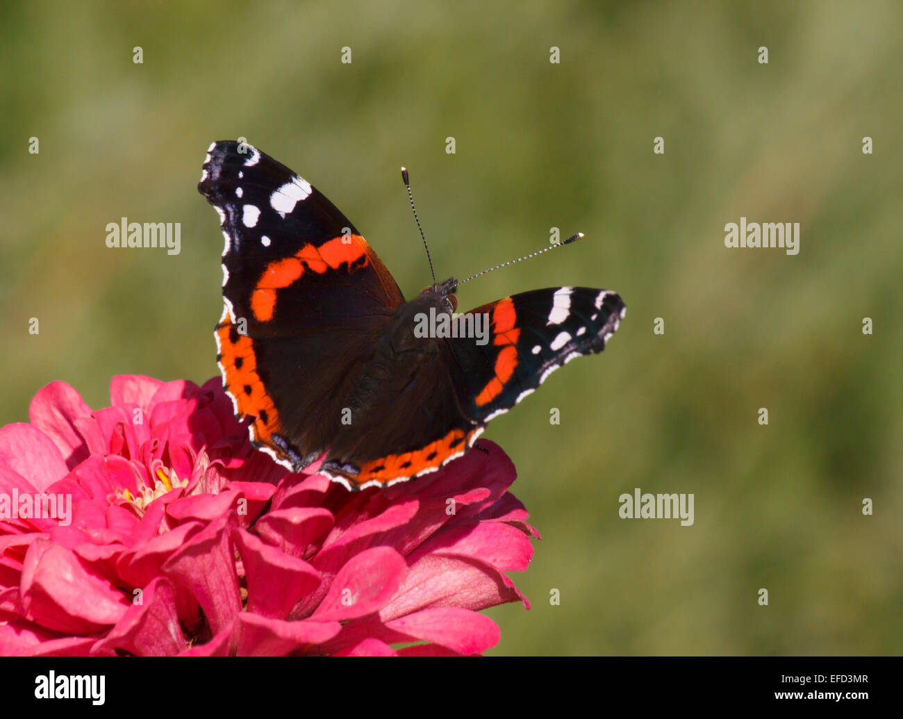 L'amiral rouge papillon sur fleur zinnia Banque D'Images