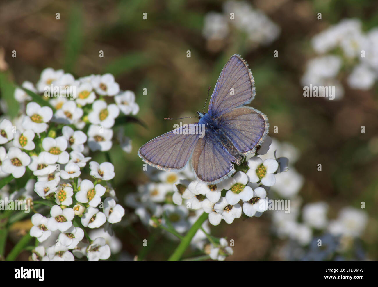 Papillon Bleu sur blanc fleur sauvage Banque D'Images