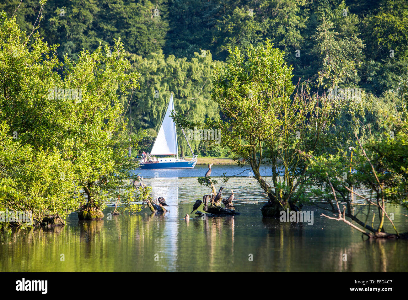 Ruhrauen Heisinger réserve naturelle, sur la rive ouest de l'Essen Baldeneysee, un refuge et de reproduction pour de nombreuses espèces Banque D'Images