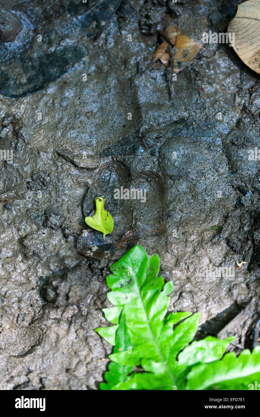 Commune de l'Est et de l'articulation-palm chimpanzé imprimer dans le lit du fleuve (Pan troglodytes schweinfurthii), la réserve forestière de Budongo Ouganda J Banque D'Images