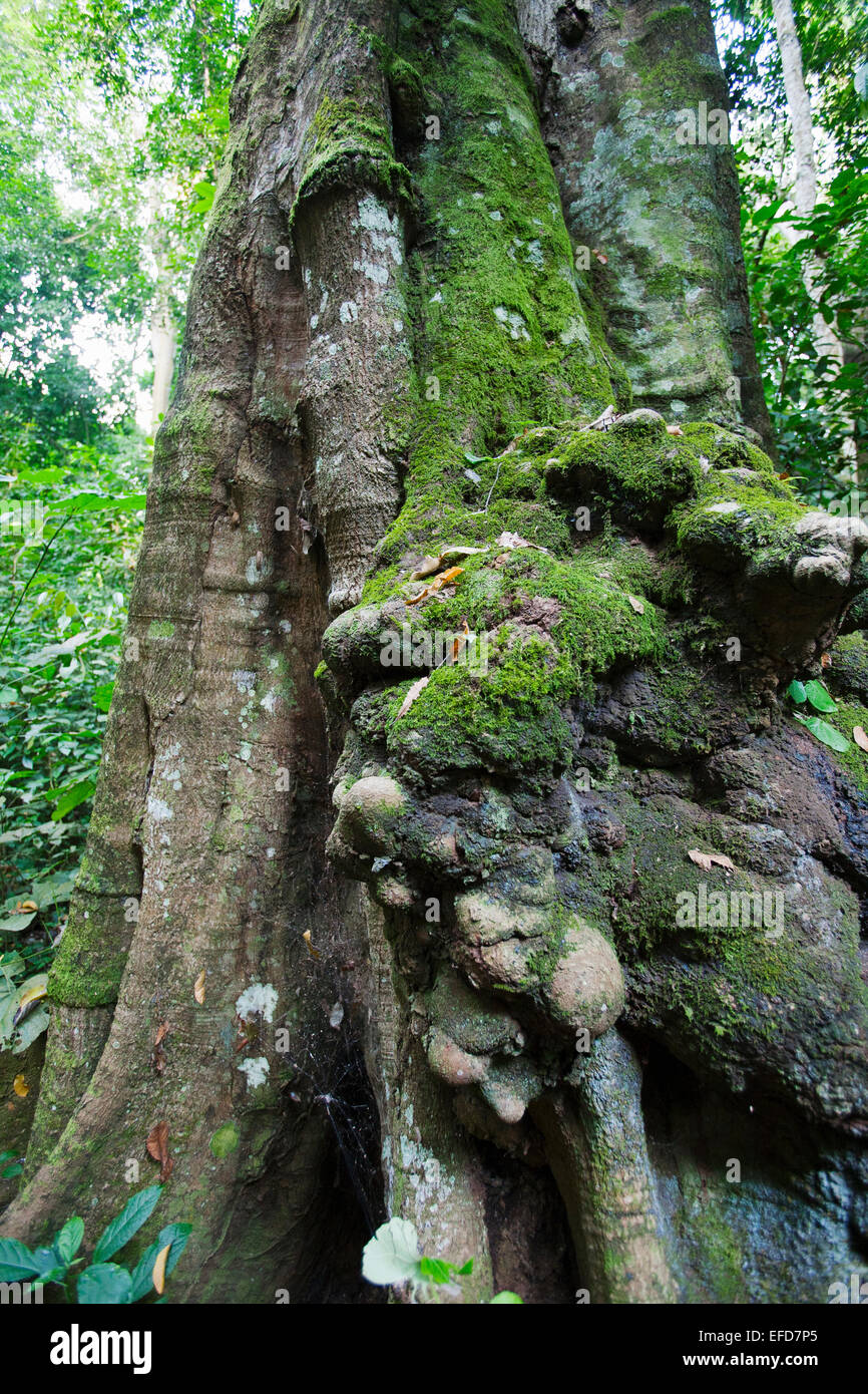 Les dégâts causés par les éléphants sur le tronc de l'arbre - montrant que les éléphants étaient autrefois présents dans cette forêt, la réserve forestière de Budongo Ouganda Janvier Banque D'Images