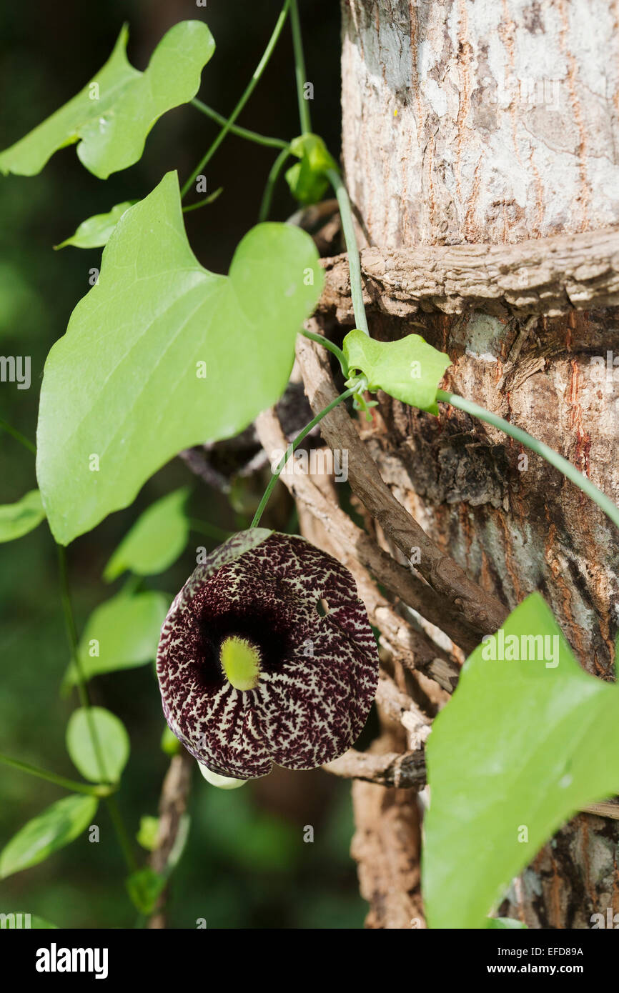 Dutchman's pipe Aristolochia (sp.), la réserve forestière de Budongo Ouganda : des plantes médicinales utilisées en Ouganda pour guérir le paludisme et Snake bite Banque D'Images