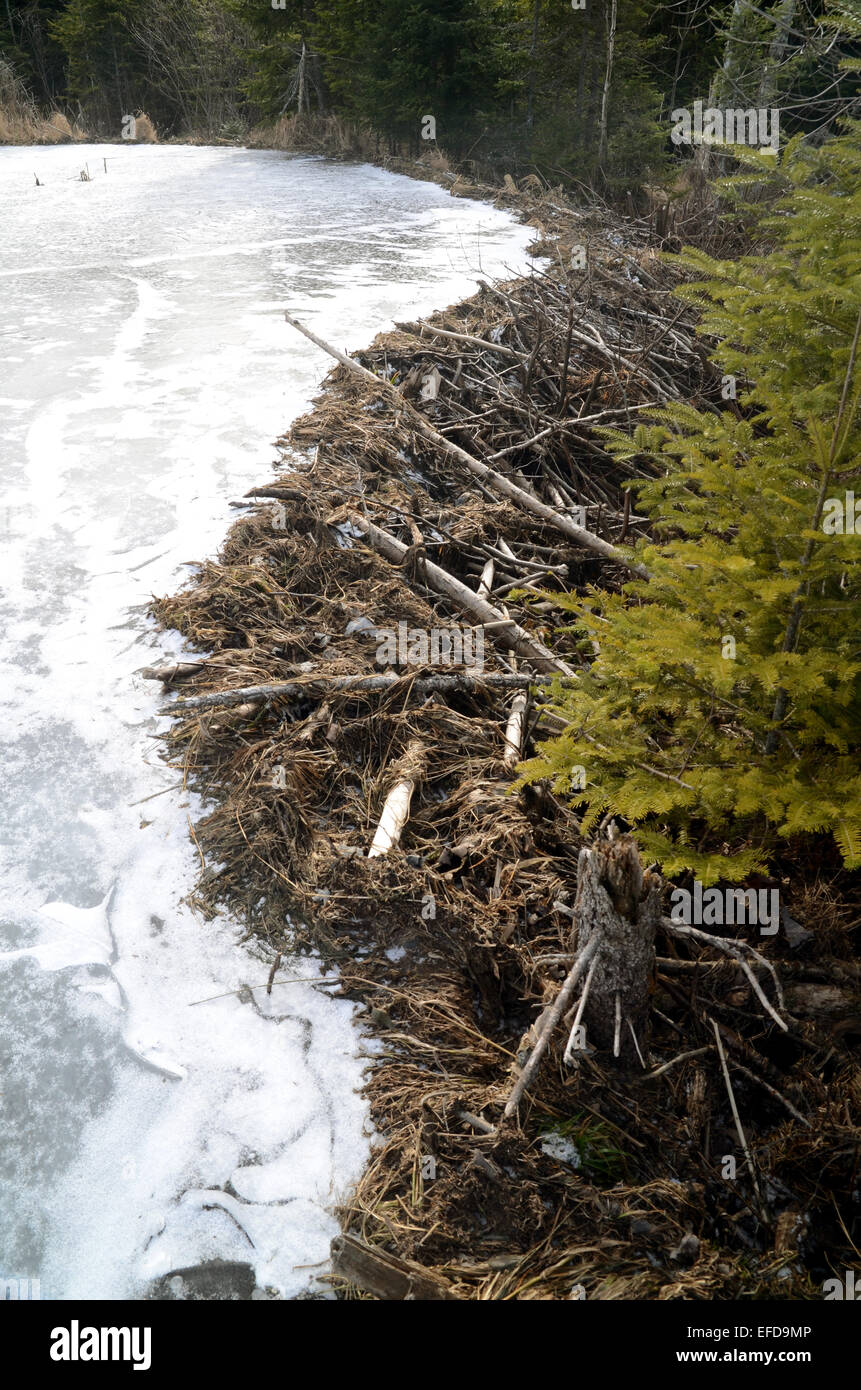 Barrage de castor sur un lac gelé en Nouvelle-Écosse Banque D'Images
