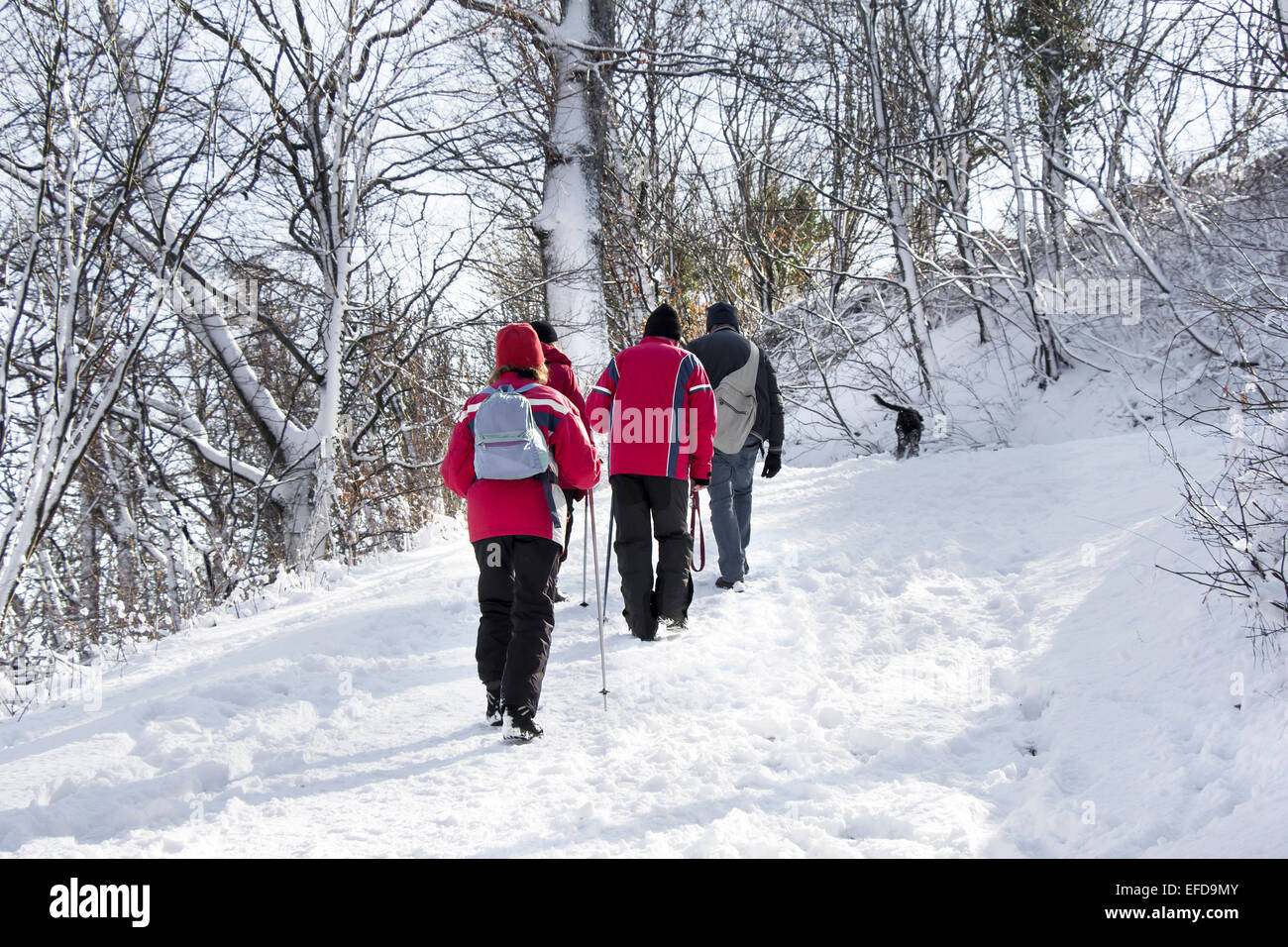 Vue arrière sur les alpinistes en marchant dans la forêt la neige Banque D'Images