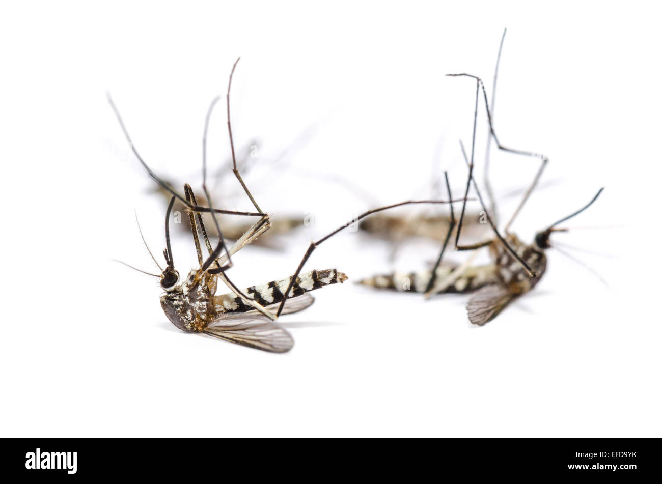 Close up group Aedes albopictus morts (Stegomyia albopicta), également connu sous le nom de moustique tigre (asiatique) ou la forêt de moustiques Banque D'Images