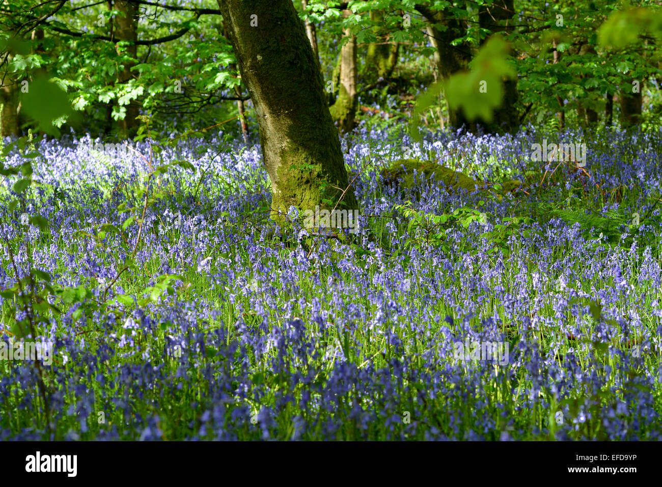 Bluebell wood en pleine floraison, Cumbria, Royaume-Uni Banque D'Images