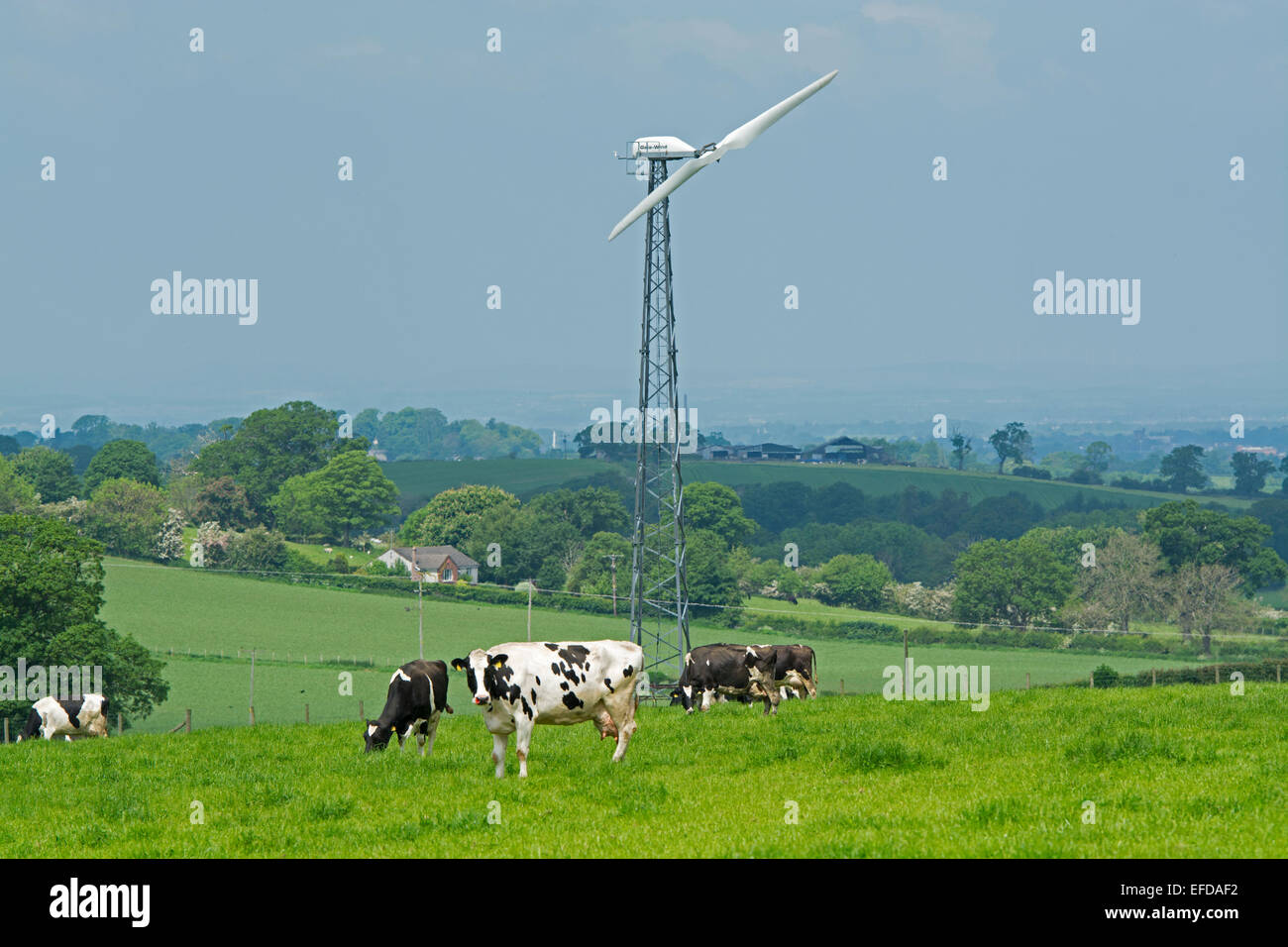 Le pâturage des bovins laitiers dans le champ d'éolienne avec en arrière-plan, Cumbria, Royaume-Uni Banque D'Images