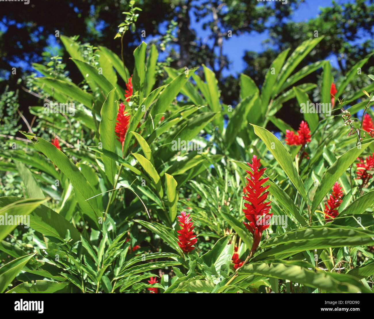 Fleurs de gingembre rouge (Alpinia Purpurata), Sainte-Lucie, Petites Antilles, Caraïbes Banque D'Images