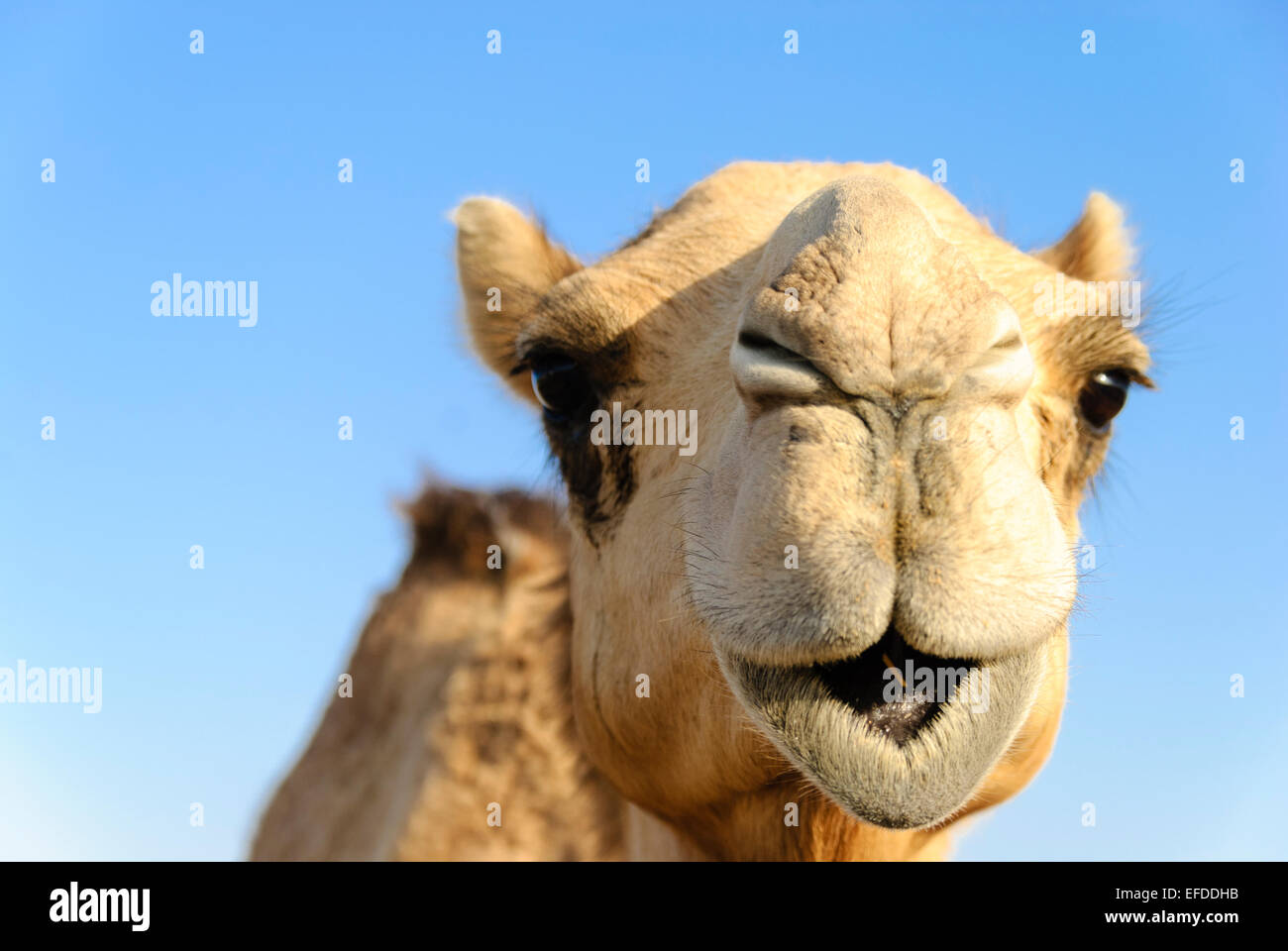 Libre d'un chameau, le nez et la bouche, les narines fermées pour garder hors du sable Banque D'Images