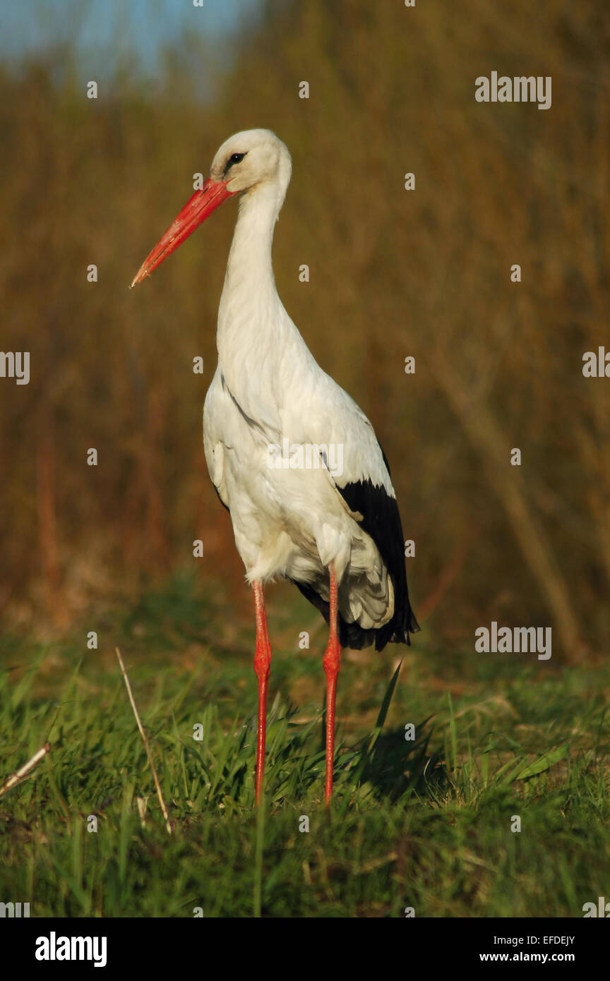 Cigogne blanche Banque D'Images