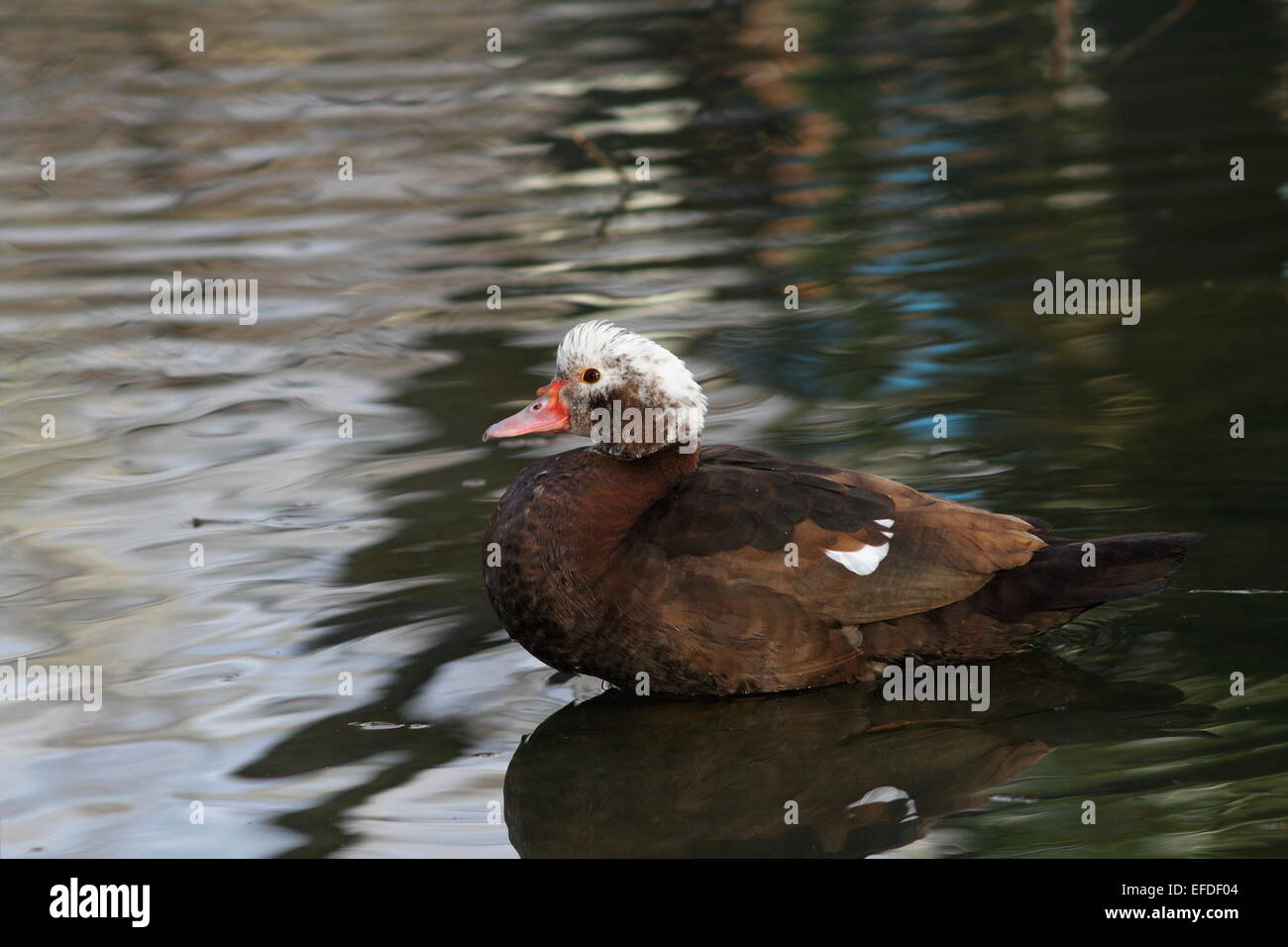 Le canard de Barbarie (Cairina moschata ) debout sur un étang Banque D'Images