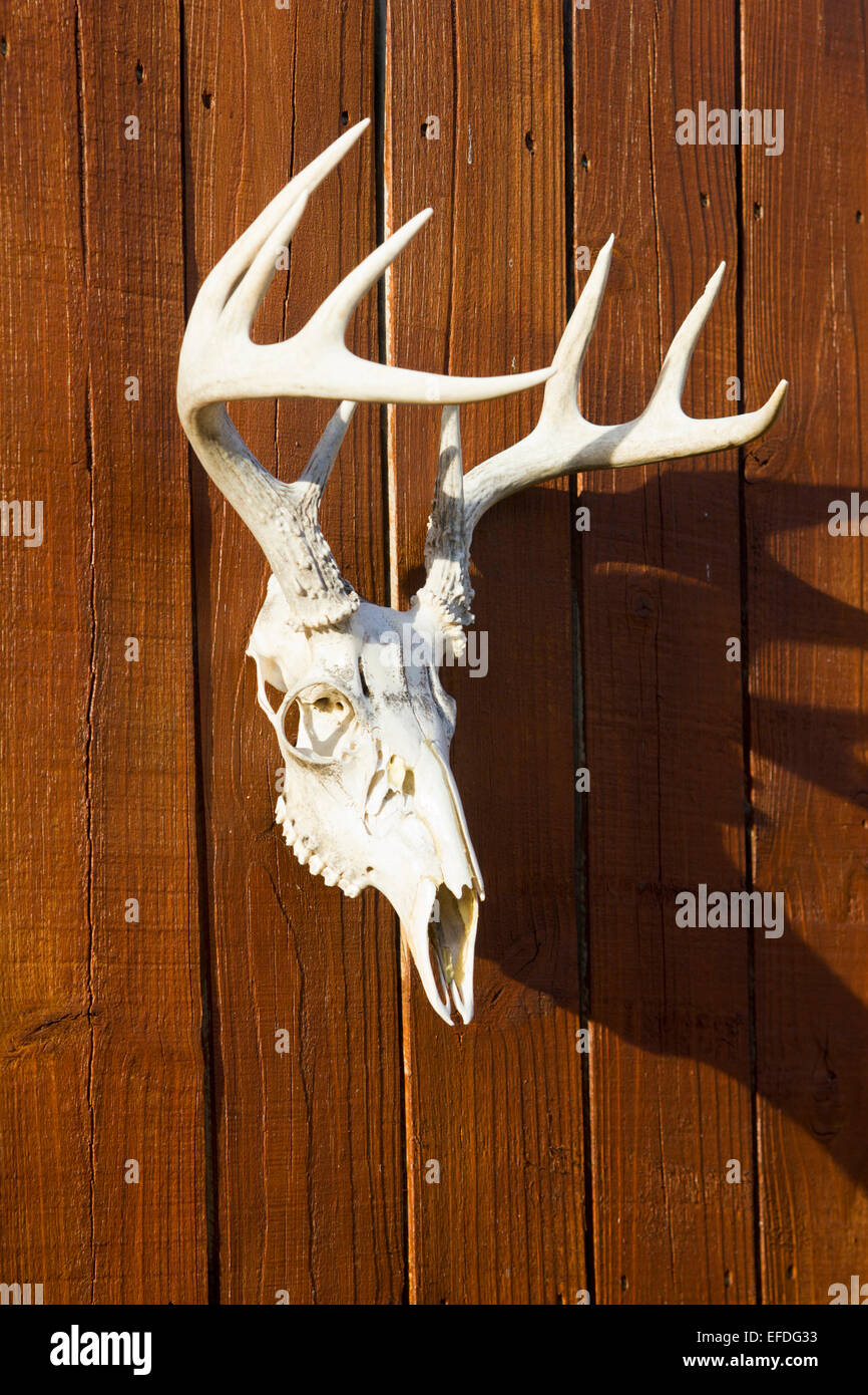 Crâne de cerf sur clôture en bois Banque D'Images