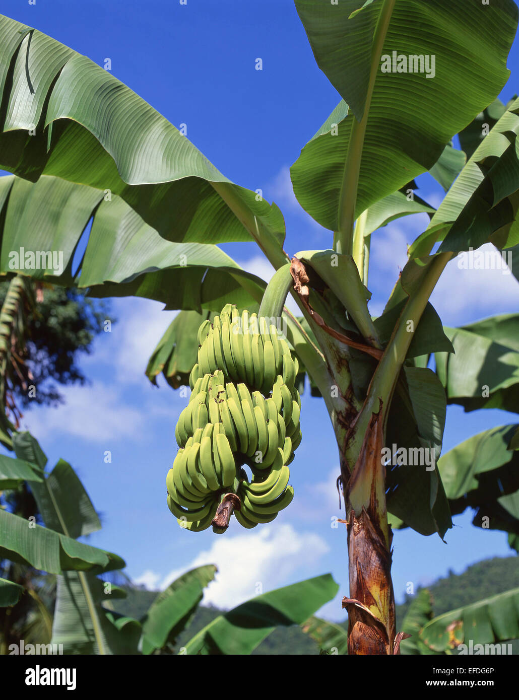 Sur fruits les bananiers en plantation, Saint Lucia, Lesser Antilles, Caribbean Banque D'Images