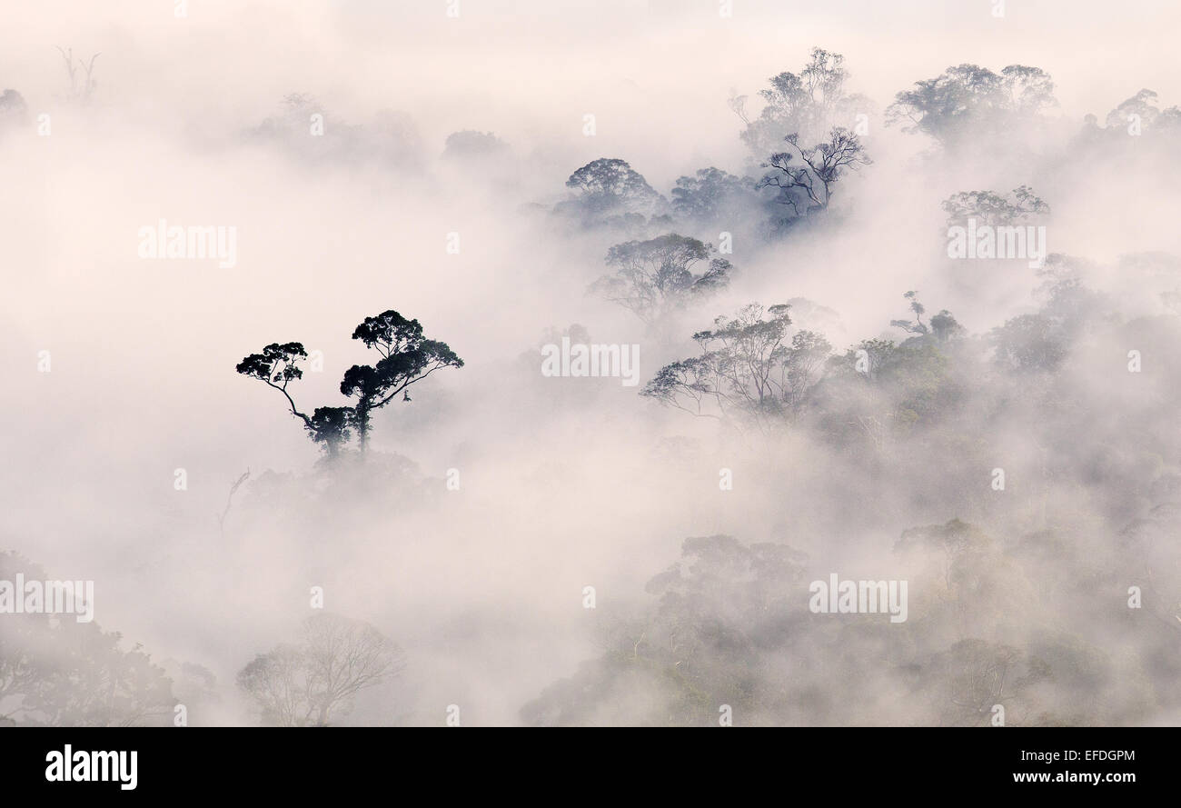 Les arbres des forêts tropicales émergentes apparaissant au-dessus de brumes matinales dans la Danum Valley Sabah Bornéo Banque D'Images