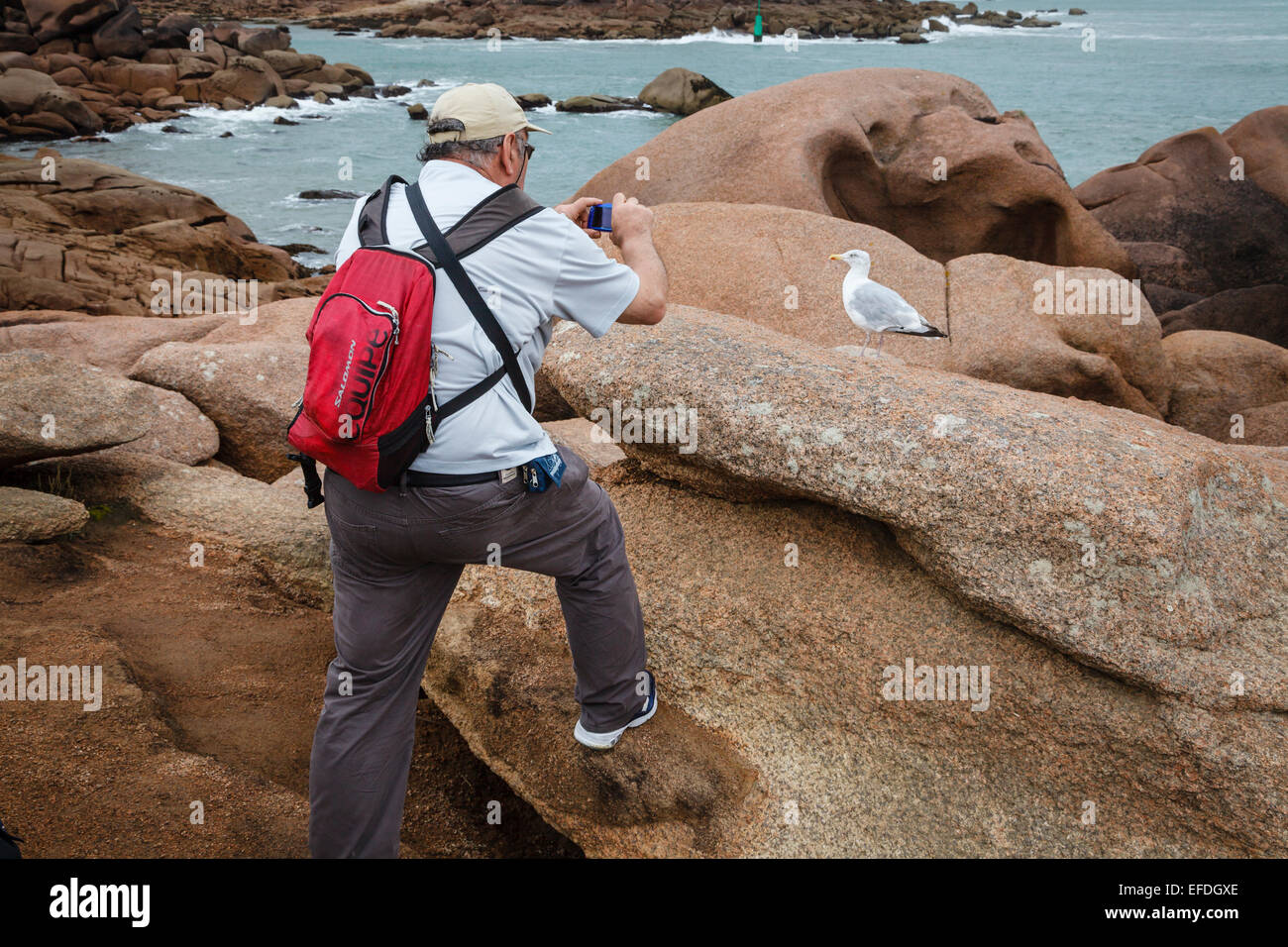 Amateur Photographe photographie d'une mouette, Ploumanac'h, la Côte de Granit Rose, Finistère, Bretagne, France. Banque D'Images