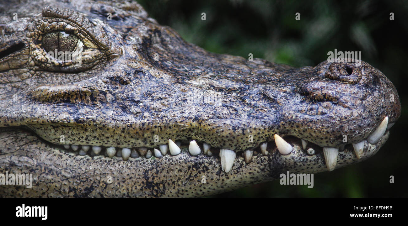 Cayman dans un Costa Rica park zoo montrant son sourire à pleines dents Banque D'Images