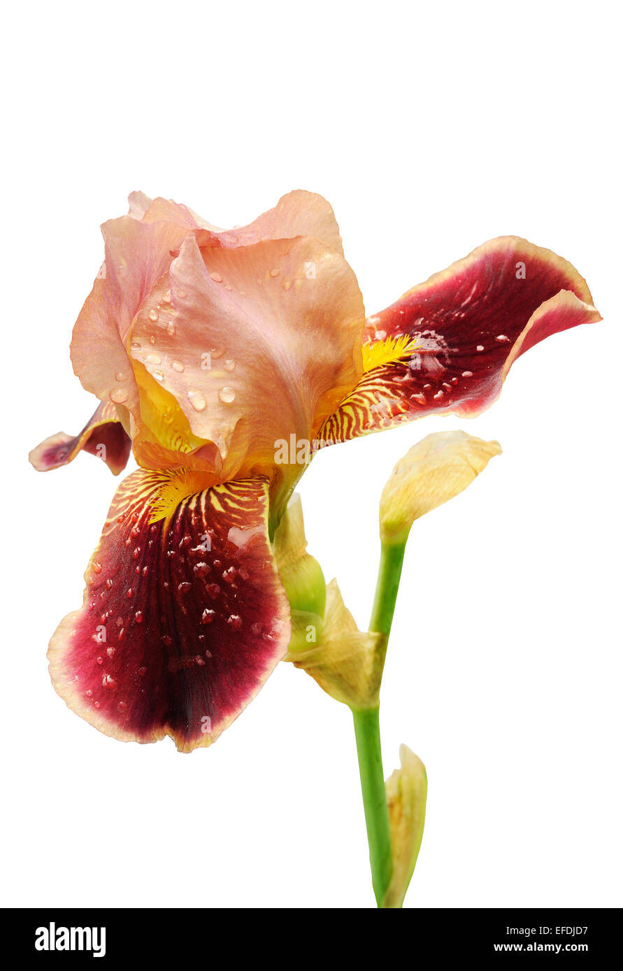 Bourgogne iris flower isolated over white background Banque D'Images
