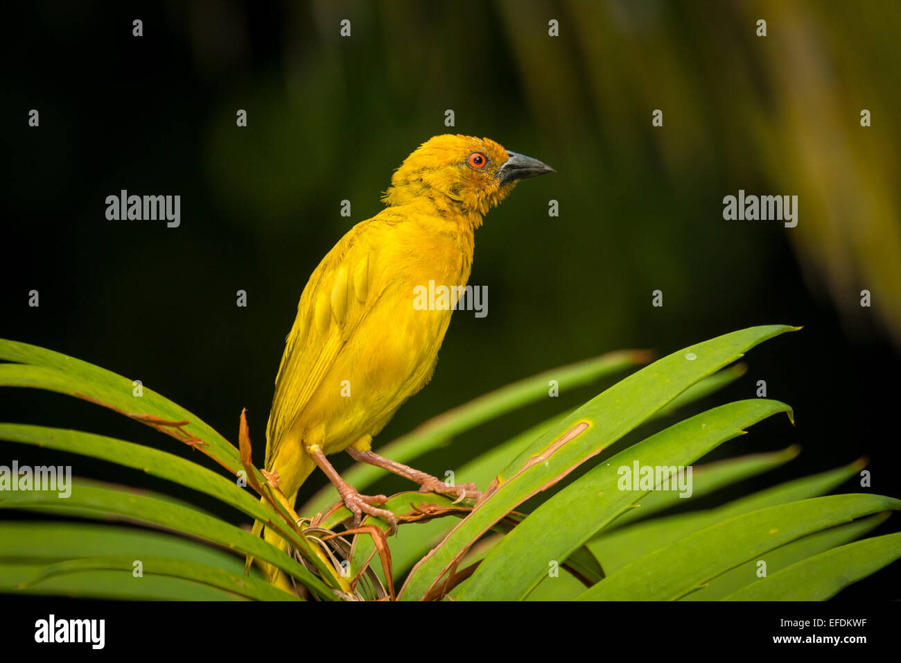 L'Golden Weaver est commun à partir du Kenya à l'Eastern Cape et en tant que loin à l'intérieur des terres comme le Malawi. Habite les plaines côtières Banque D'Images