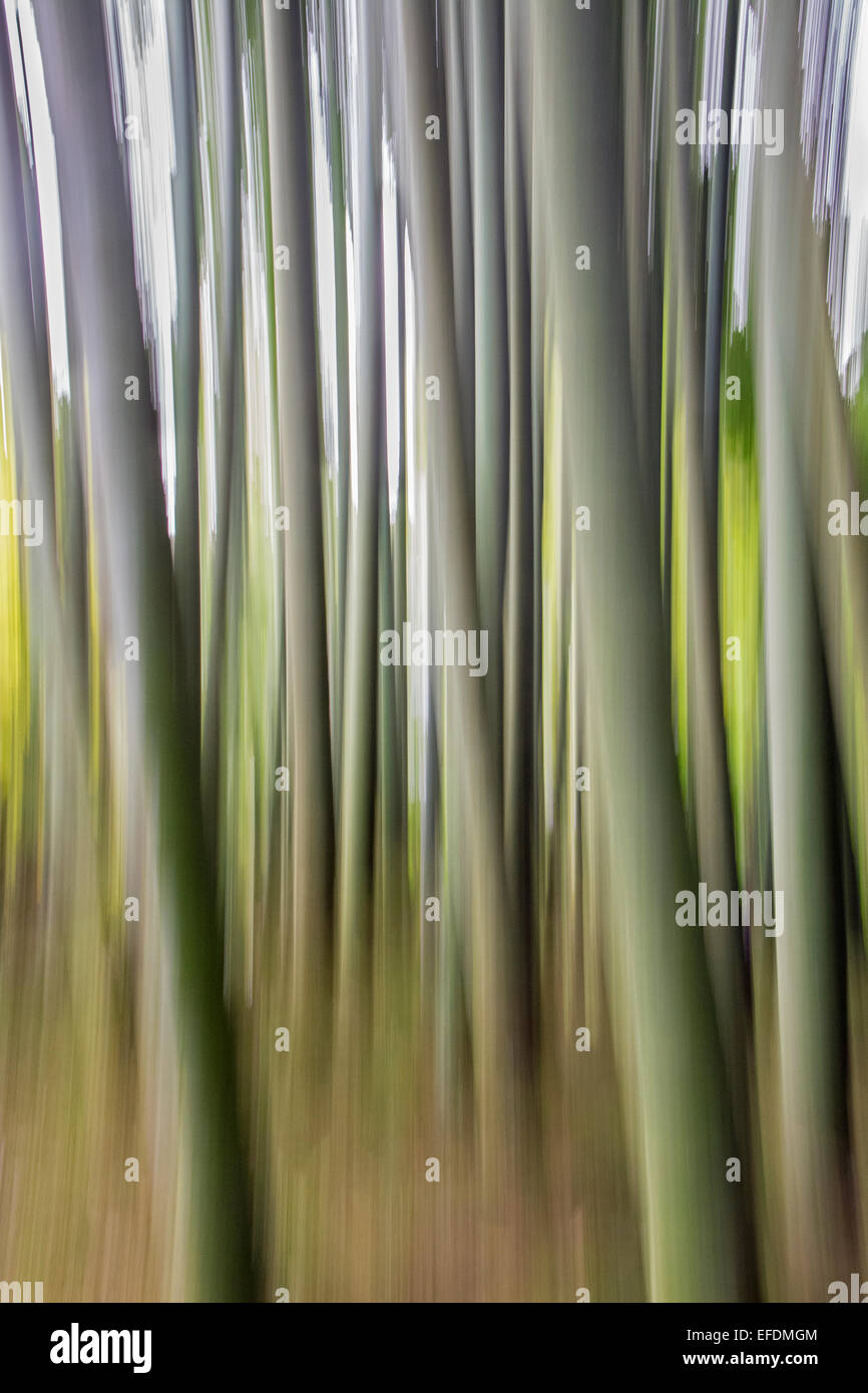 Forêt de bambou # 1, Meigetsu-in temple zen rinzai, Kamakura, Japon jardin Banque D'Images