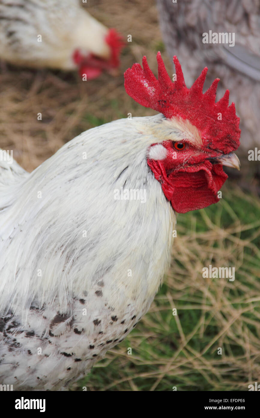 Poules pondeuses en plein air dans la cour close up view Banque D'Images