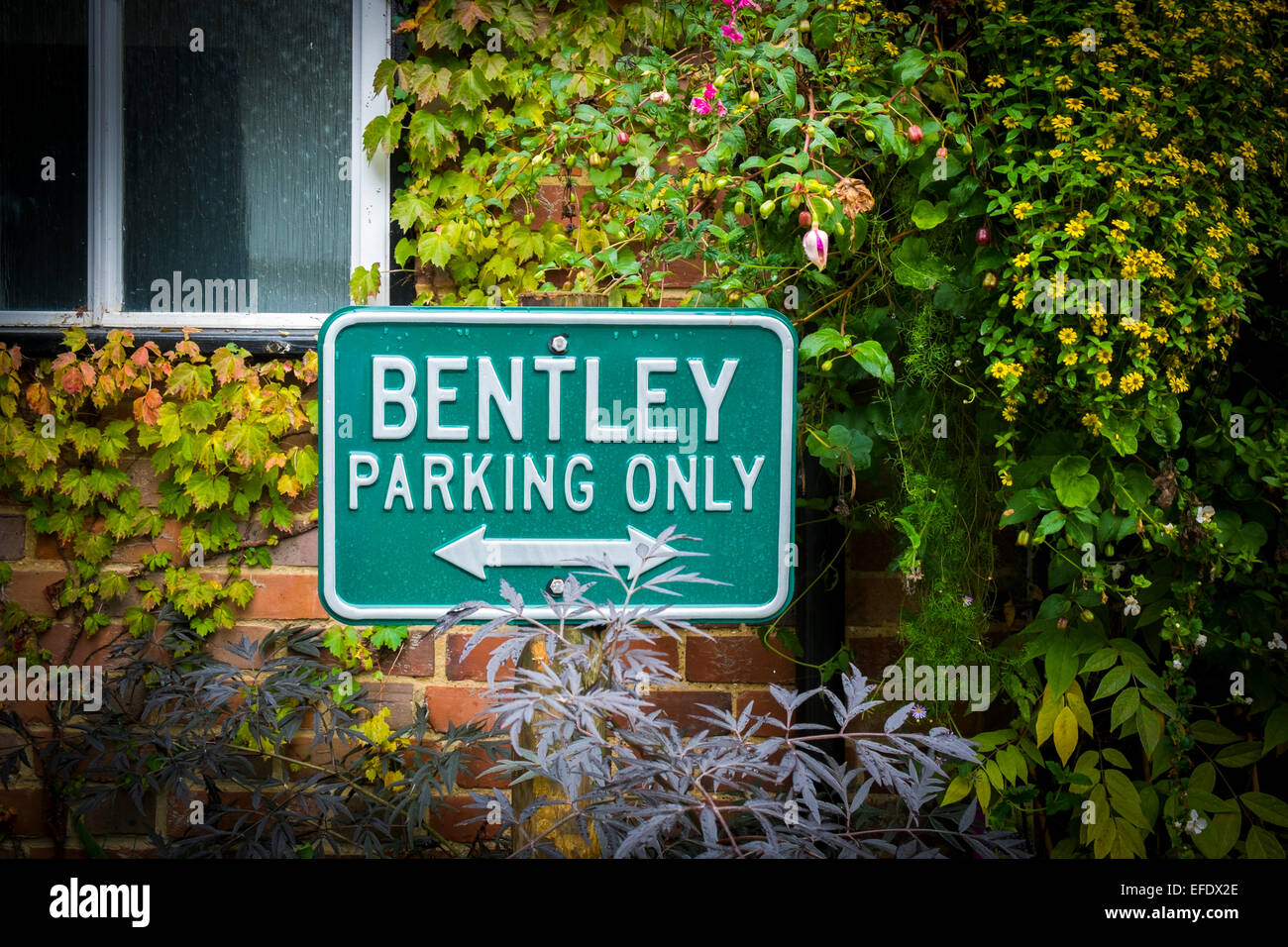 Bentley parking only metal sign de lierre poussant sur le côté d'une maison en briques. Banque D'Images