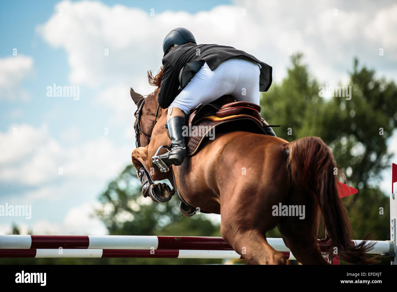 Un cavalier sur un cheval sportif sautant par dessus un obstacle en compétition équestres Banque D'Images