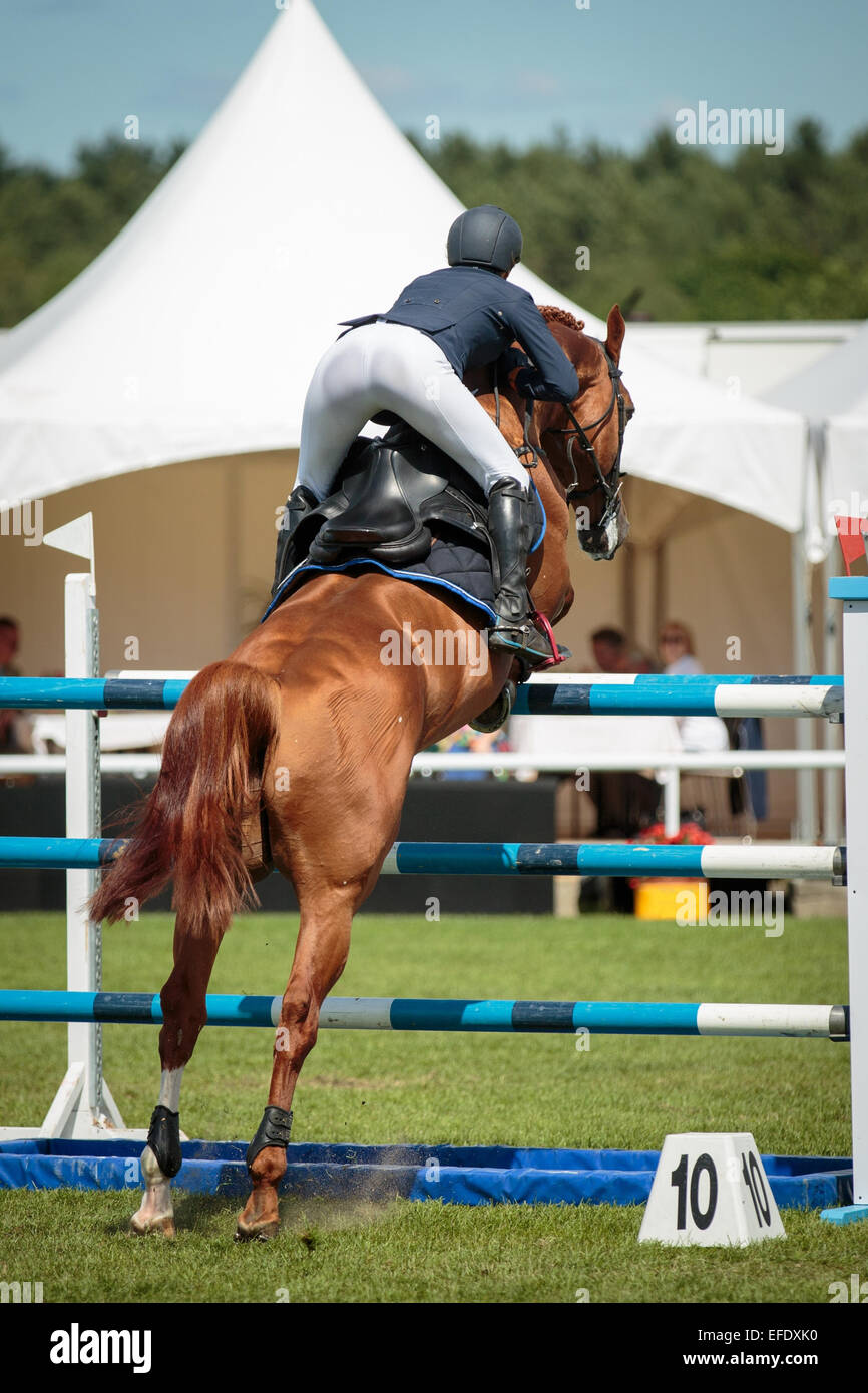 Un cavalier sur un cheval sportif sautant par dessus un obstacle en compétition équestres Banque D'Images