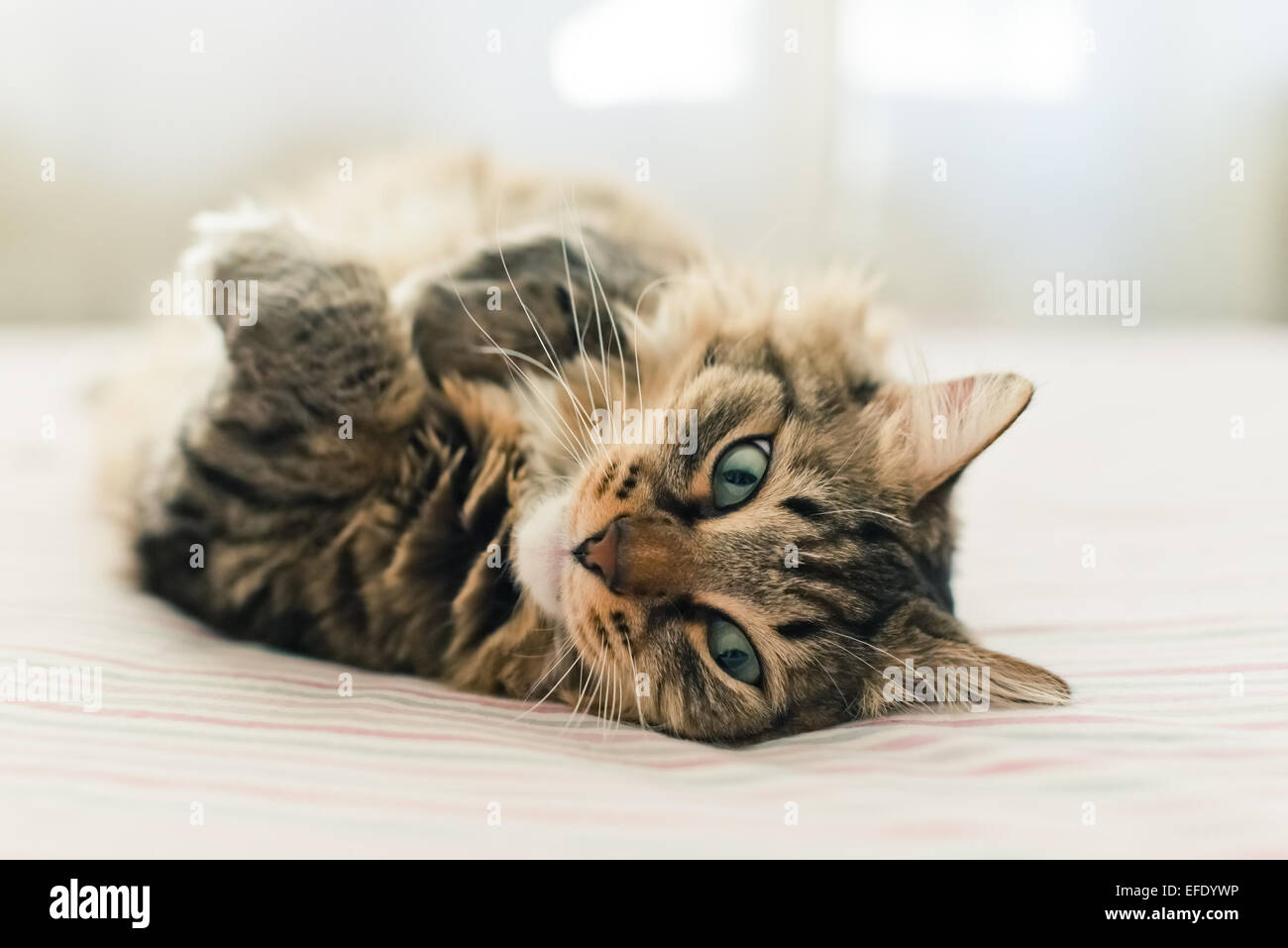 Chat gris lying on bed Banque D'Images