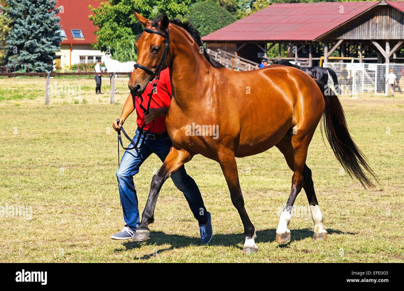 Courir avec un jeune cheval bay Banque D'Images