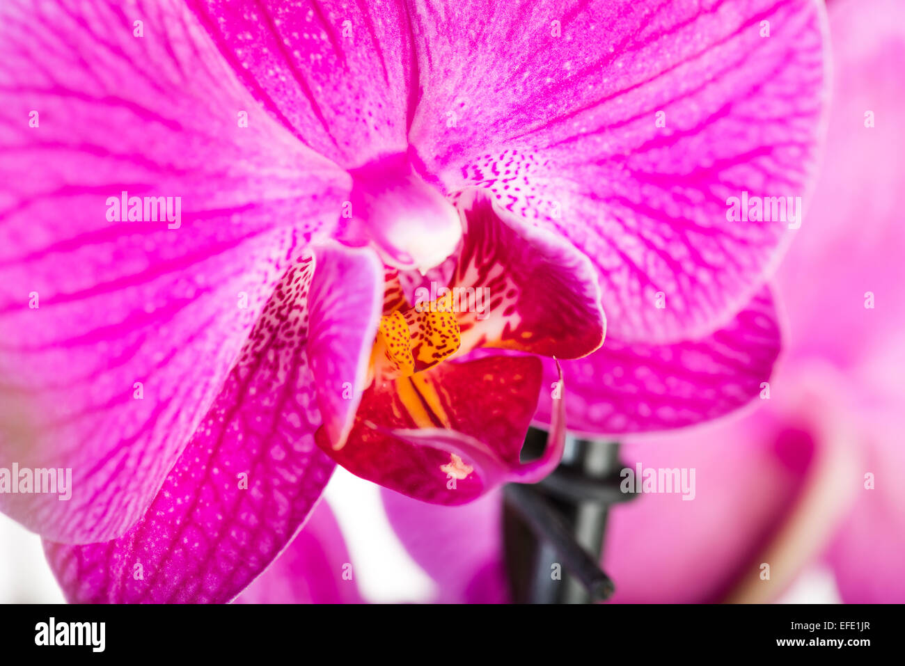 Orchidée rose tropical isolé sur fond blanc Banque D'Images