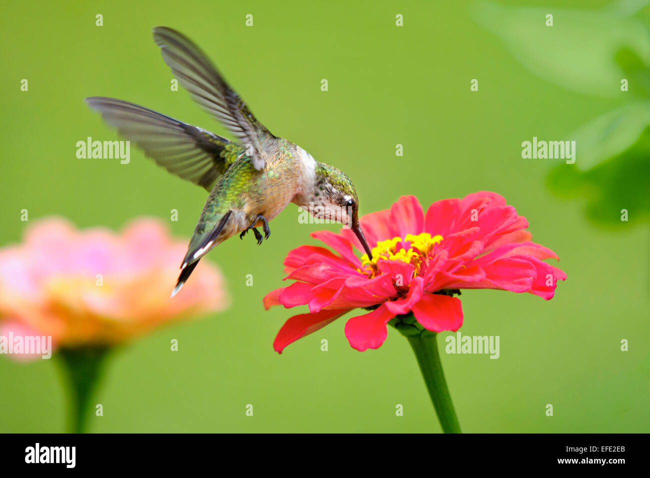 Hummingbird flying et se nourrissant de zinnia rose fleur en jardin d'été de l'environnement. Banque D'Images