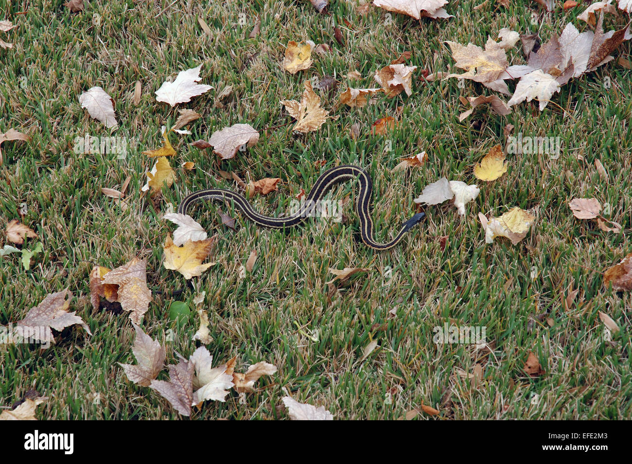 La couleuvre rayée dans l'herbe, sur une pelouse. La couleuvre rayée est un genre de serpents Colubridae communs à l'ensemble de l'Amérique du Nord. Banque D'Images