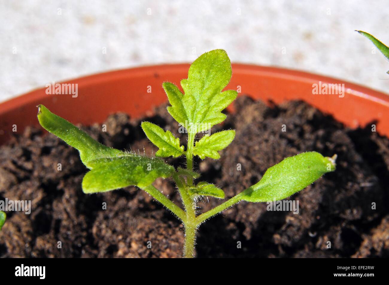 Des semis de tomates cerises Maskotka dans un pot en plastique. Banque D'Images