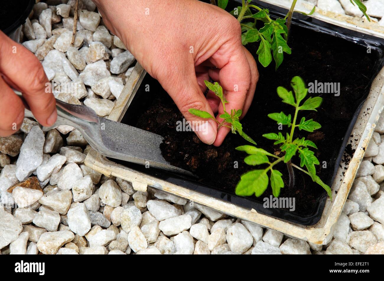 Le repiquage des plantules de tomate Ailsa Craig. Banque D'Images