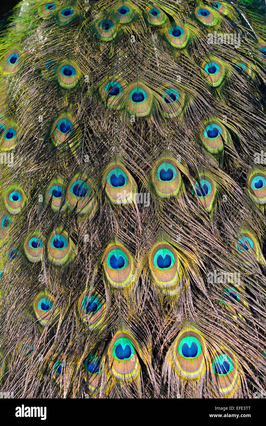 50 Plumes Naturelles Paon Véritables 40-50 Cm – Yeux Complets, Idéales Mariage, Déco Maison, Artisanat, Halloween Et Costumes