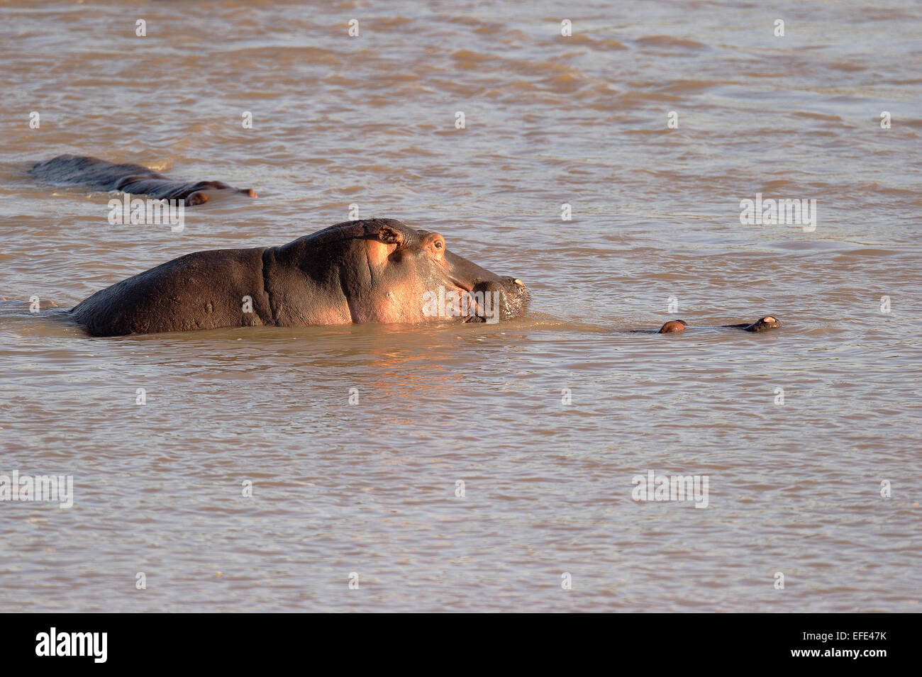 Hippopotamuspotamus amphibicus (hippopotame), l'accouplement dans l'eau, dans la Rivière Luangwa, South Luangwa National Park, Zambie Banque D'Images