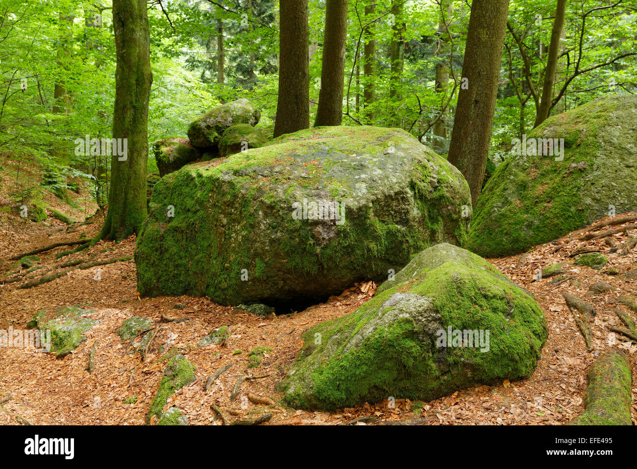 Les roches moussues dans Ysperklamm gorge, Yspertal, Waldviertel, Basse Autriche, Autriche Banque D'Images