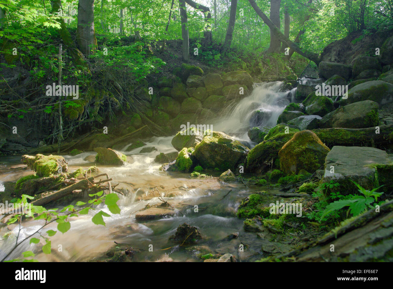 Belle cascade cascade en forêt sombre Banque D'Images