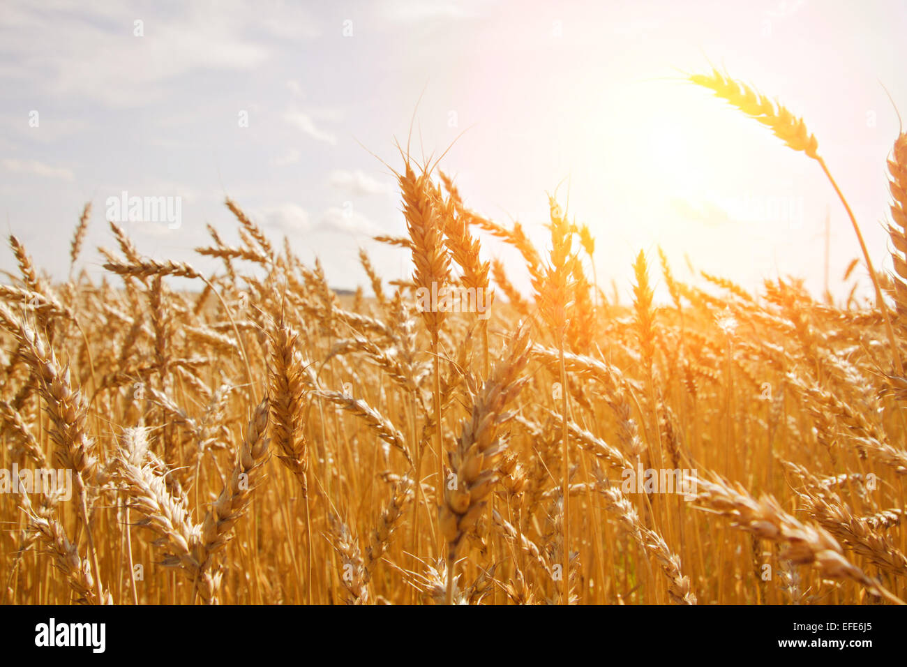 Le grain dans un champ agricole et sun Banque D'Images