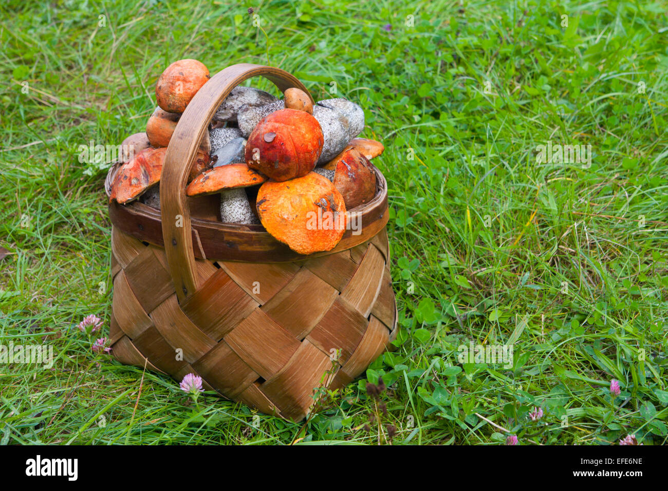 Panier sur l'herbe, pleine de champignons d'automne fraîche Banque D'Images