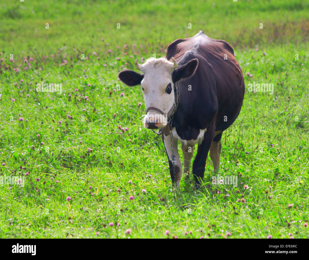 Vache dans le champ de trèfle Banque D'Images