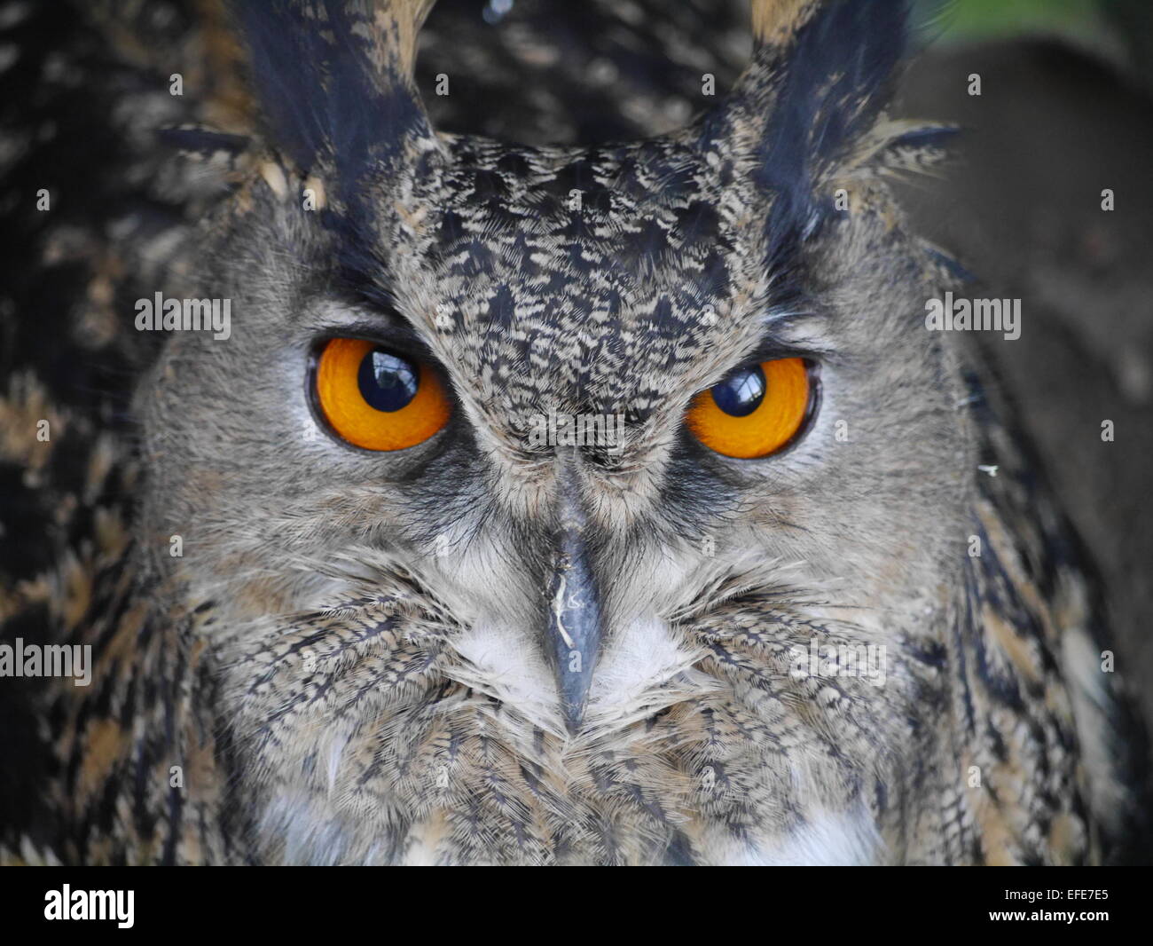 Grand oiseau l'Eagle Owl. Banque D'Images