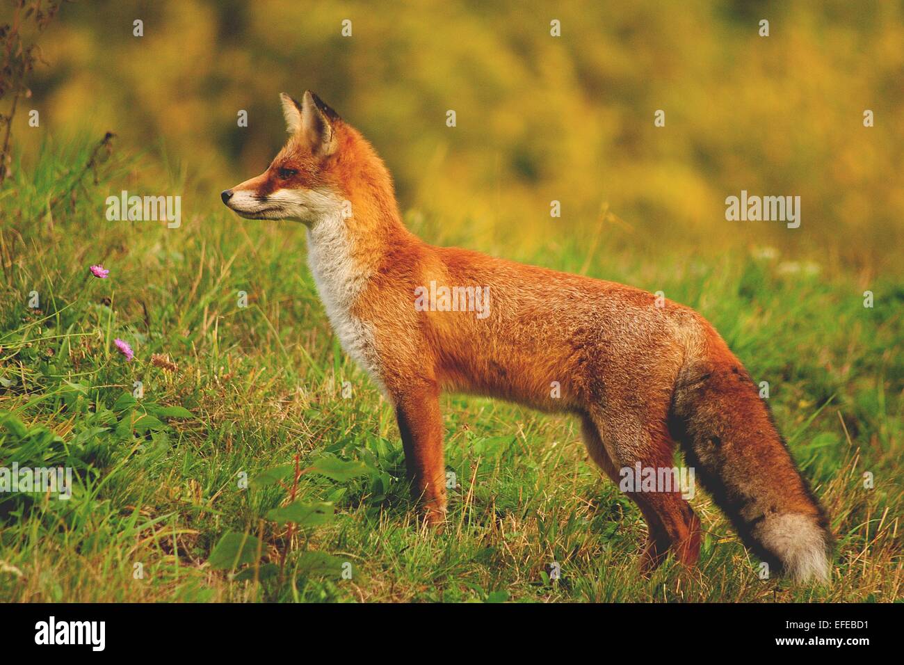 Un Renard Roux Par Profil Photo Stock Alamy
