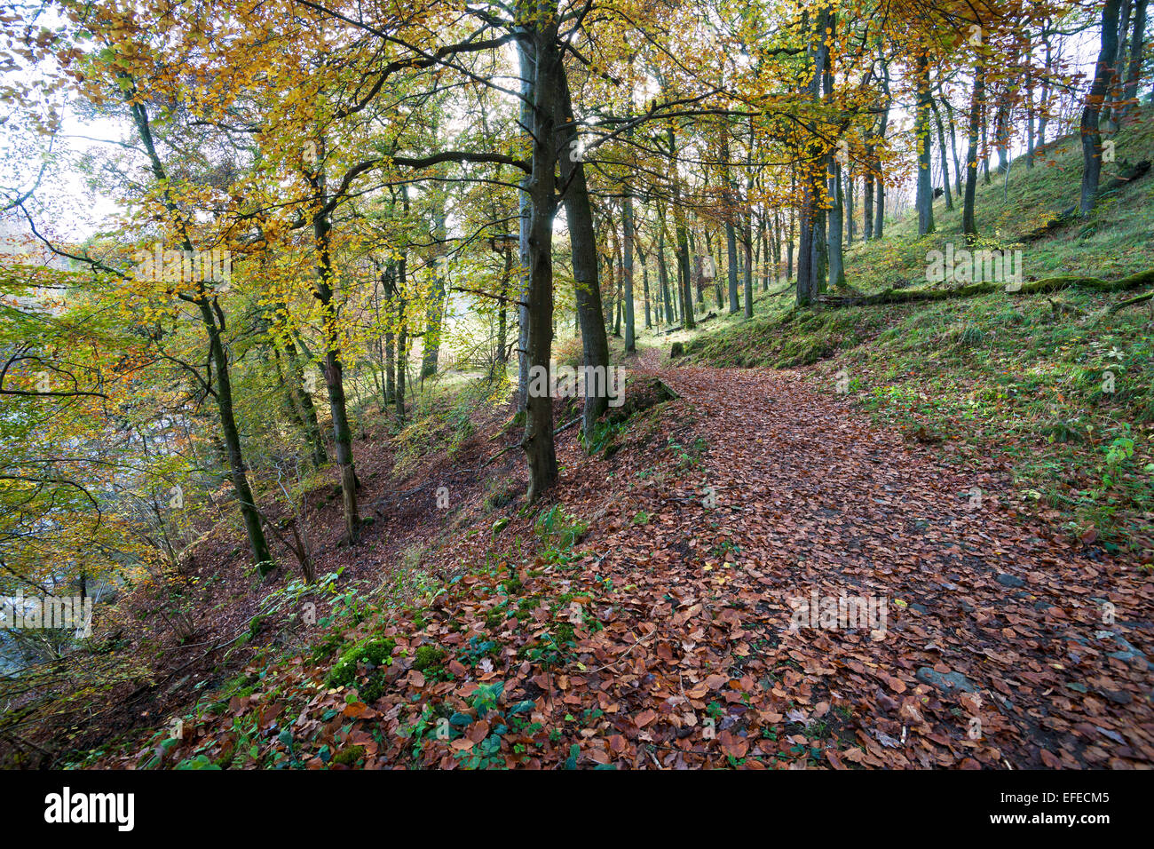 Killiecrankie gorges ; couleurs de l'automne ; marche ; Perthshire, Écosse, Royaume-Uni Banque D'Images