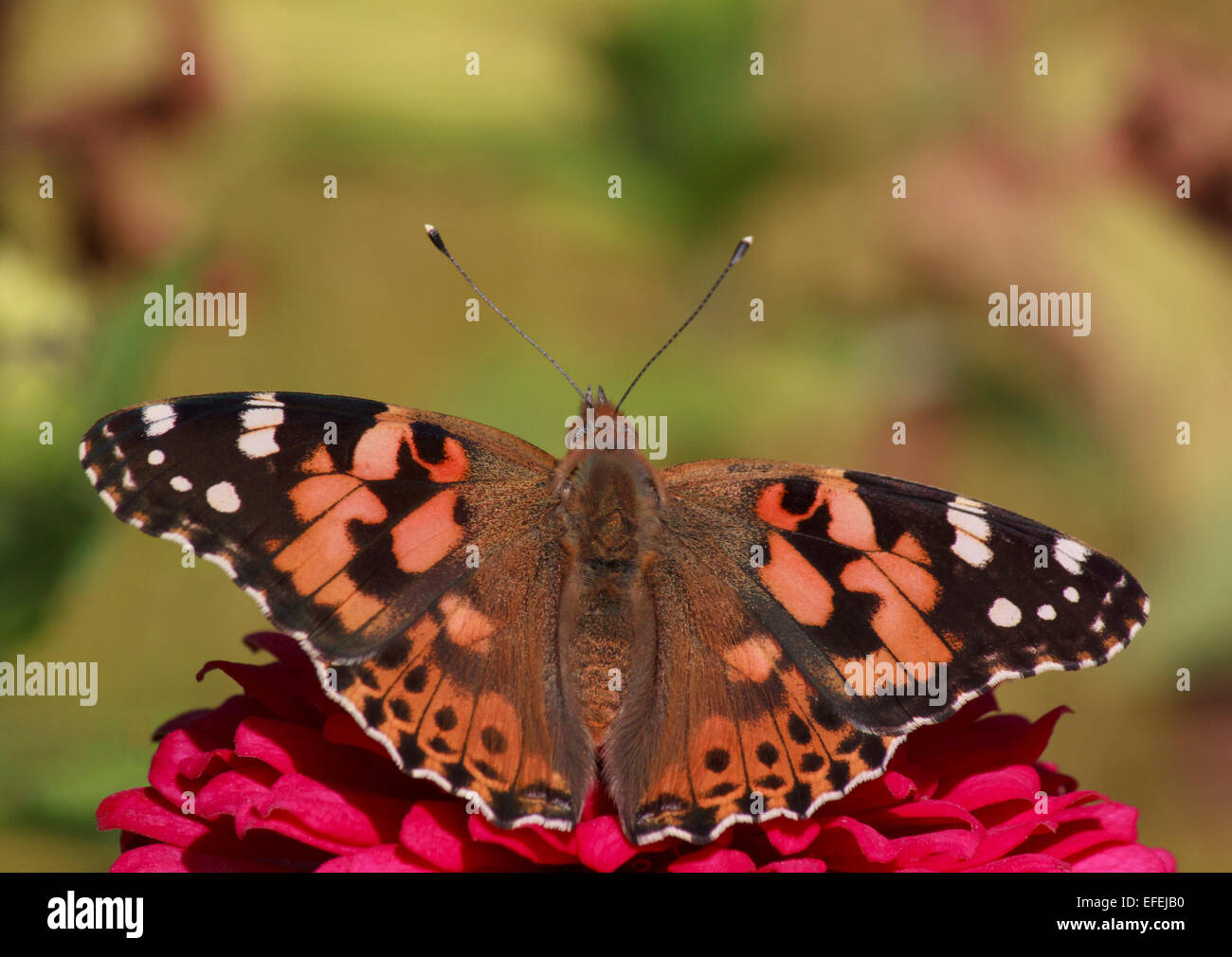 Close up of Painted Lady butterfly sur zinnia fleur Banque D'Images