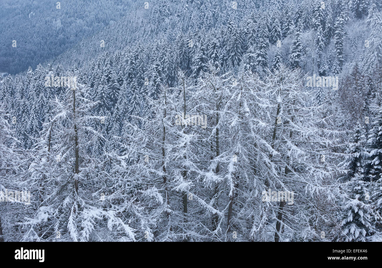Forêt Noire recouverte de neige, Bad Wildbad, vue du Sommerberg, Schwarzwald, Allemagne. Banque D'Images