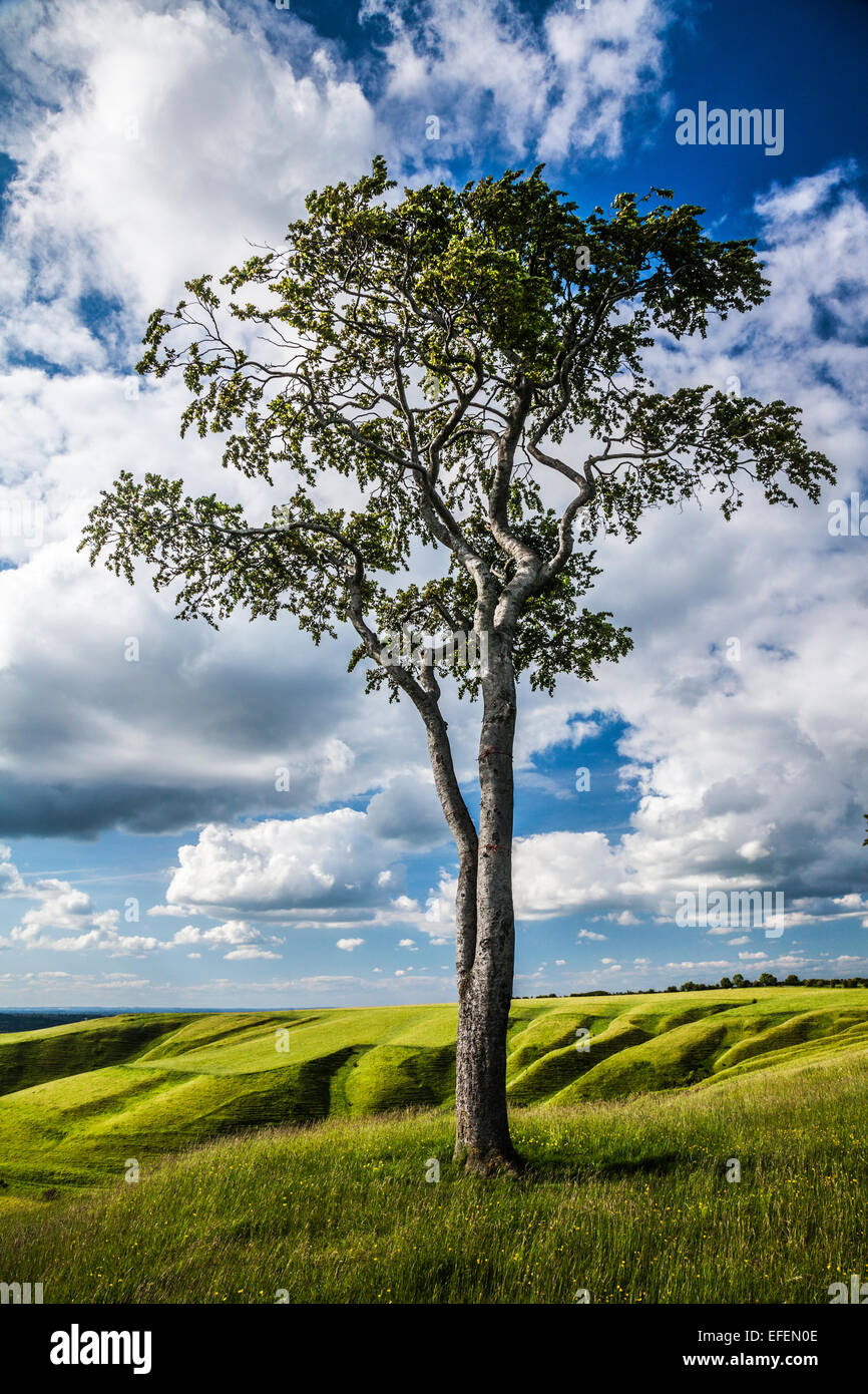 Un seul hêtre (Fagus) sur le dessus de Roundway Hill près de Devizes dans le Wiltshire. Banque D'Images